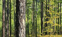 小松树和小桦树作文