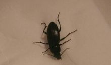 假如我是一只小蟑螂