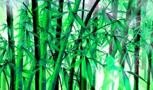 竹子也是我的老师