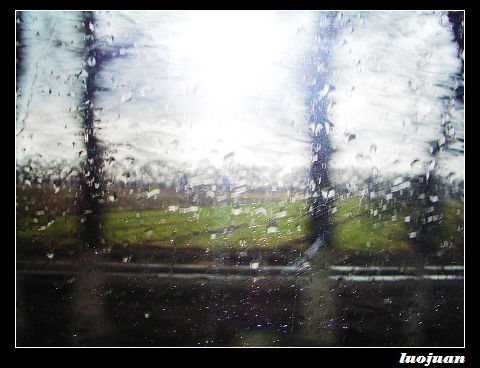 春雨后的金色海洋