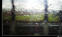 春雨后的金色海洋