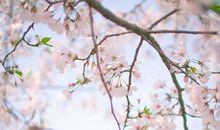 难忘那簇簇樱花