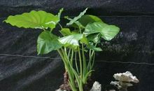 滴水观音的奥秘