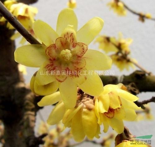 红色叶子是红色的，Bacme是新的