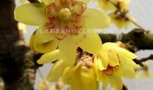 红叶经霜而赤，腊梅沐雪而新