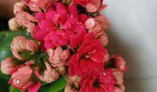 为严冬添上一朵鲜花