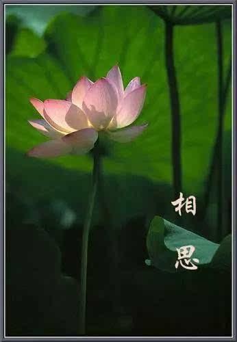 一块拿着玉壶