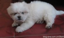 这个暑假，我要养狗