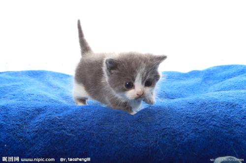 祖母的小花猫