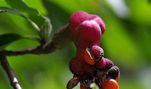 我有果实因为我去寻找四季