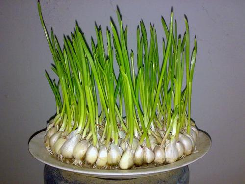我想告诉你蒜芽