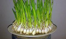 蒜苗我想对你说