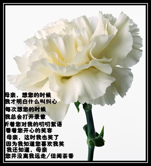Qingming永远