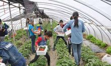 到农村摘草莓去