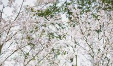 我看到生活的笑靥作文600字