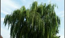 回忆中的大柳树