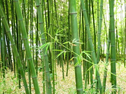 在我家前面的小竹林