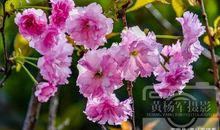 一道动人的风景