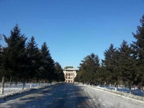 学校的松树
