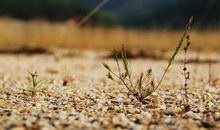 我愿当一株小草