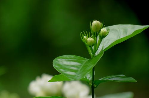 去年茉莉花