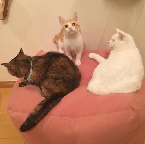小猫的故事