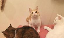 一只小猫的自述