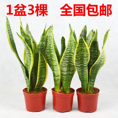 我的植物朋友虎