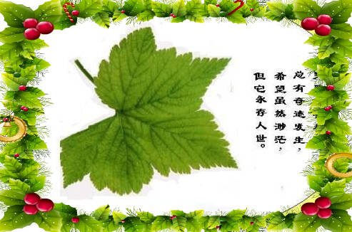一个时髦的旅程