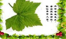 一片树叶的生命旅程