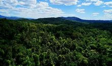 我为地球种棵树