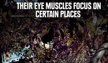 老鼠眼中的世界