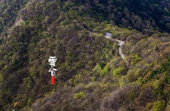 不能忘记树
