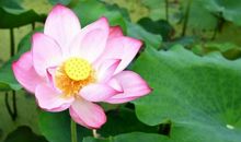 美丽多姿的花朵