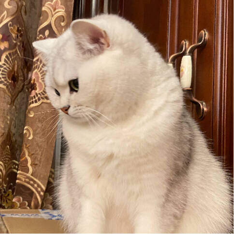 猫母亲的生日