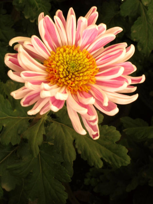 秋季菊花香味