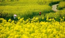 最美的油菜花