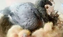 我的动物朋友小鸽子