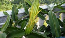 我们班的霸王花