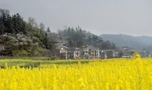 田野春光无限美