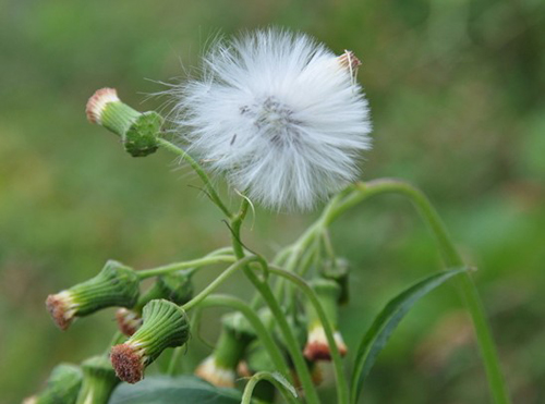 蒲公英花，飞