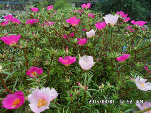 可避免的阳光花