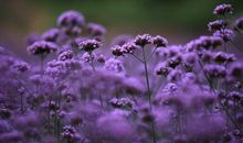 薰衣草：紫色的生命力