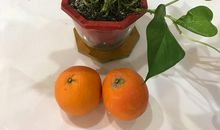 绿萝生长观察日记