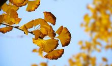 怀念那落叶纷飞的日子