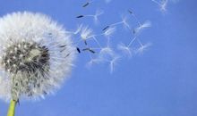 蒲公英在飞扬