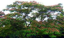 我家楼前的合欢树