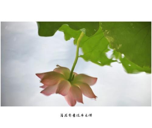 落花深情