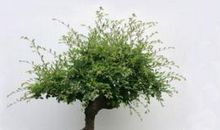 以枯为荣以叶为美