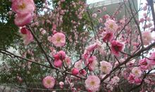 又是一年春寒料峭时